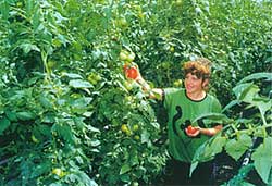 Криворізький тепличний комбінат